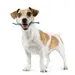 Dog Toothbrush Set