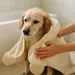 29"X 17.5" Soft Microfiber Dog Drying Towel With Chenille Ends