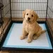 10 Pack Disposable Pet Training Pads